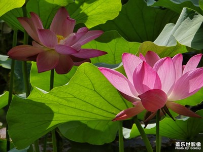 【浓情端午】“荷”你有约