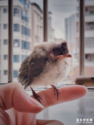 麻雀虽小，五脏俱全