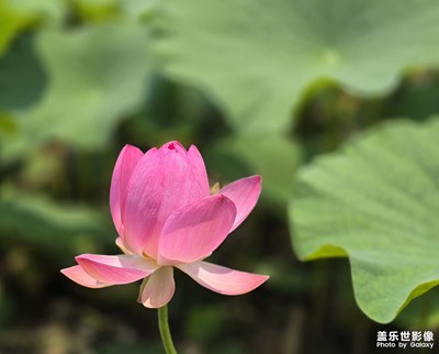 【浓情端午】赏荷