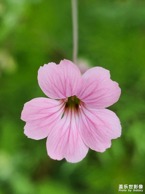 【光影色彩】麦蓝菜的小清新（二）
