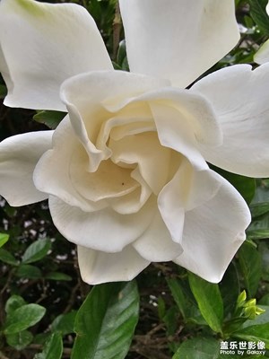 【光影色彩】+ 盛开的栀子花