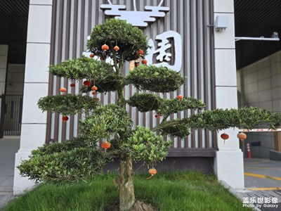 随手拍