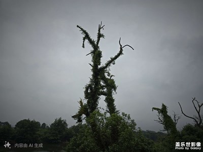 随手拍