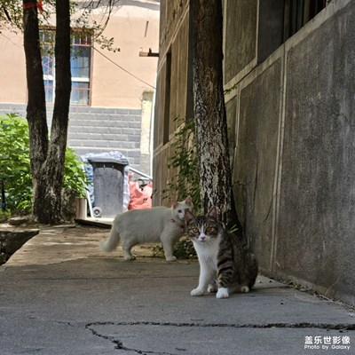 小猫