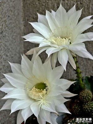 仙人球花开