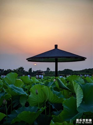 【光影色彩】夏日观荷