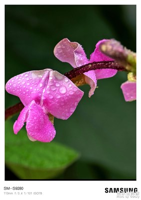 24ultra拍花