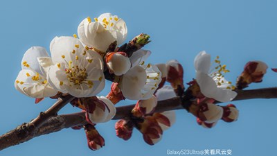 Galaxy23Ultra  春日记忆 （杏花）