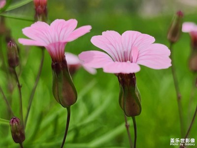 【光影色彩】麦蓝菜的小清新（三）