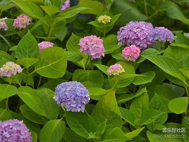 #今夏，当下——生如夏花