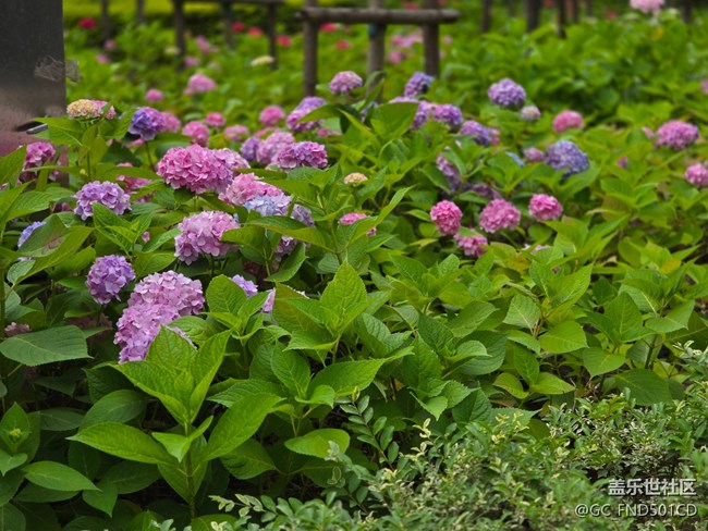 #今夏，当下——生如夏花