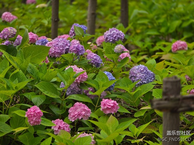 #今夏，当下——生如夏花