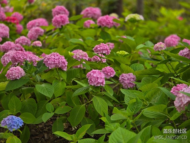 #今夏，当下——生如夏花