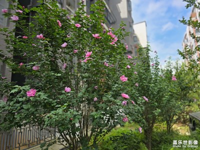 随手拍