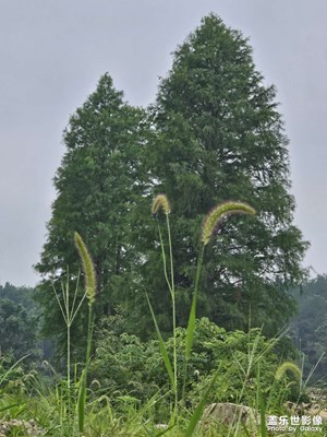 【夏至】+ 乡村美景