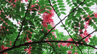 【夏至】夏至