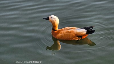 Galaxy23Ultra    赤麻鸭与雁鹅