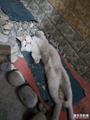 【夏至】+ 可爱猫咪