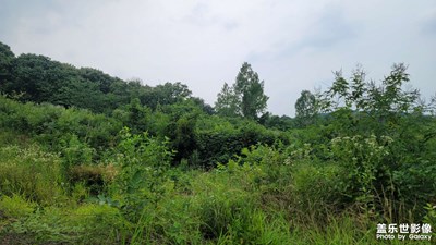 【夏至】山沟沟