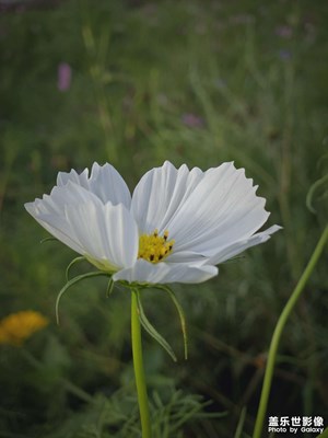 【夏至】+残花