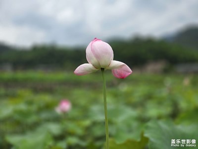 随手拍