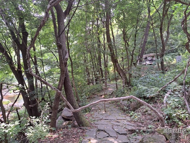 【夏日赞歌】山林