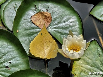 【夏至】睡莲花开