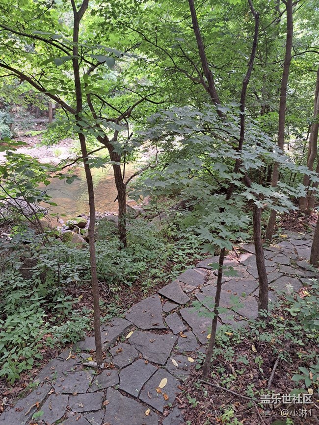【夏日赞歌】山林