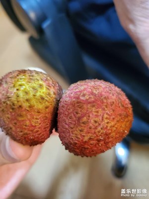【夏至】+ 荔枝
