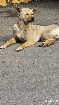 【夏至】中华田园犬