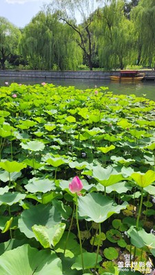 夏日有晴天