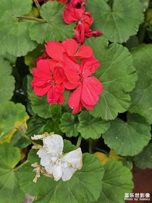 【夏至】+期待暑假