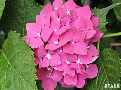 【夏至】+ 夏日的花