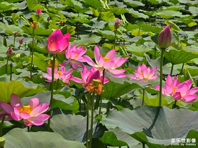【夏至】+ 夏至荷花