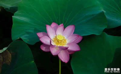 荷