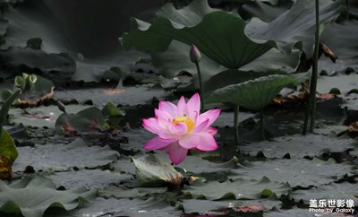 荷-如影随行-光影生活