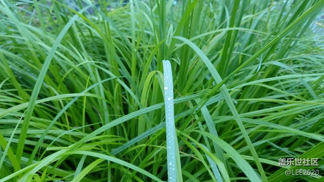 【色彩与光影的邂逅】雨后清新的空气