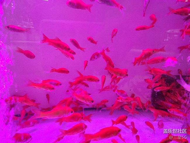 【色彩与光影的邂逅】自由自在的鱼儿