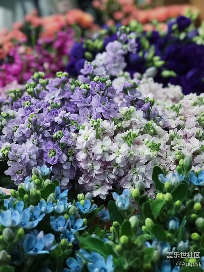 【光影盛宴】花儿