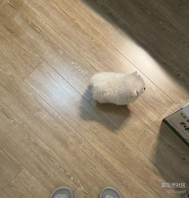 【光影盛宴】各种动物