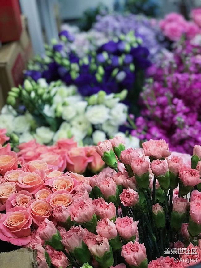 【光影盛宴】花儿