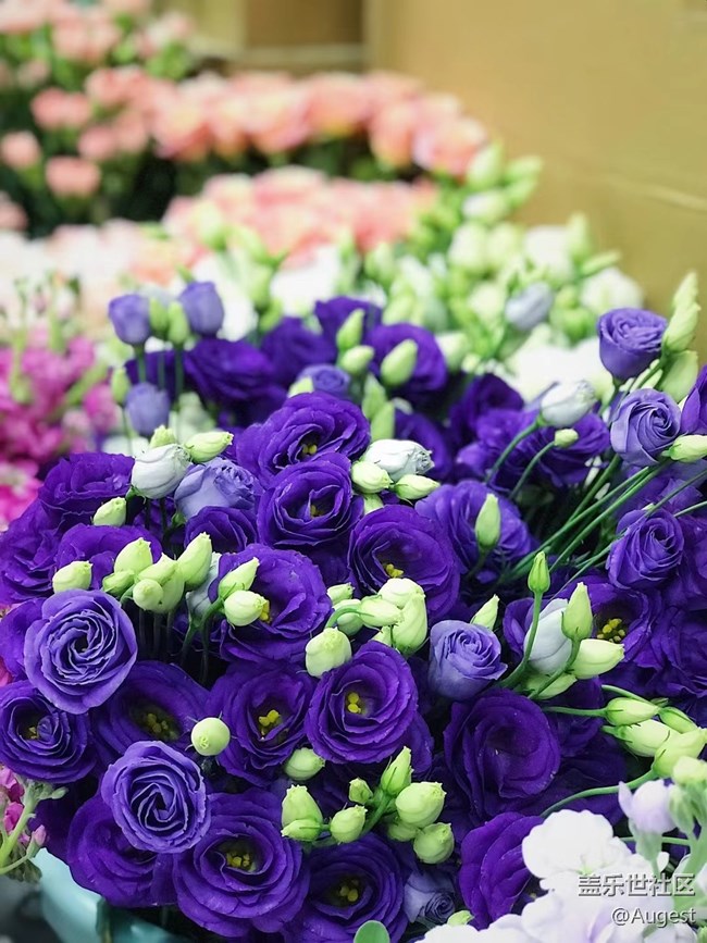 【光影盛宴】花儿