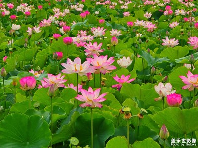【如影随形】+ 满塘荷花