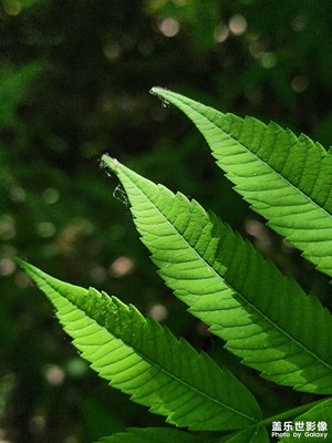 【如影随形】叶的光影