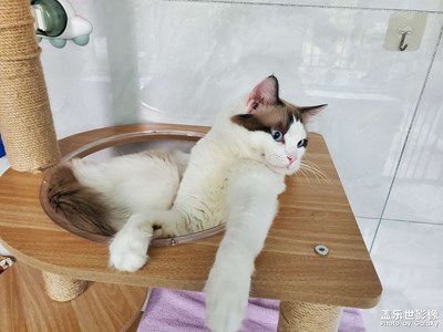 猫咪