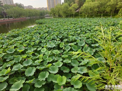 接天莲叶无穷碧
