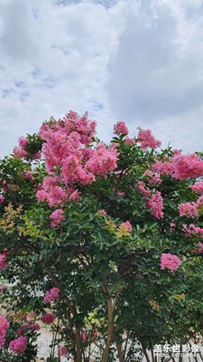 【七月风光】+紫薇仙子