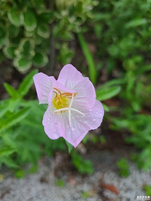 【如影随形】雨中的花朵