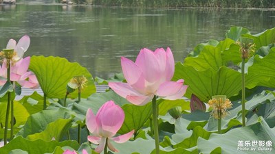 【七月风光】

北京绿心公园随拍