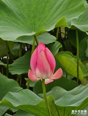 【七月风光】+公园随手拍